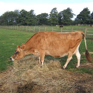 Windmill Animal Farm