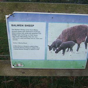 Windmill Animal Farm