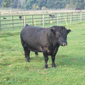 Windmill Animal Farm