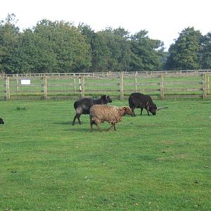 Windmill Animal Farm