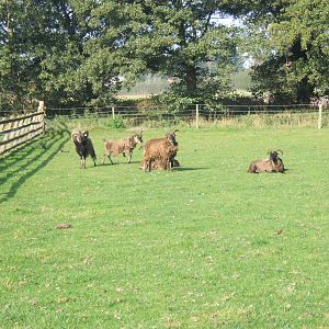 Windmill Animal Farm