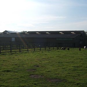 Windmill Animal Farm