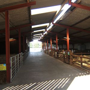 Windmill Animal Farm