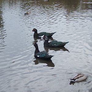 Muscovy Duck`s