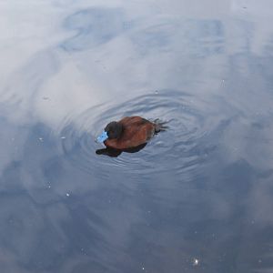 Argentine Ruddy Duck
