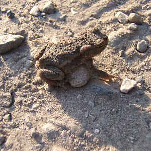 Common Toad at RSPB Burton Mere