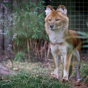 Dhole : Twycross : 19 Sep 2014