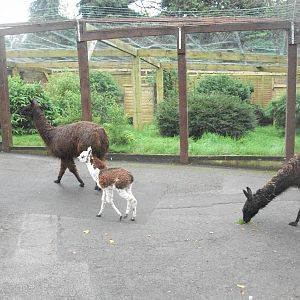 Alpacas on the move, 20th September 2014