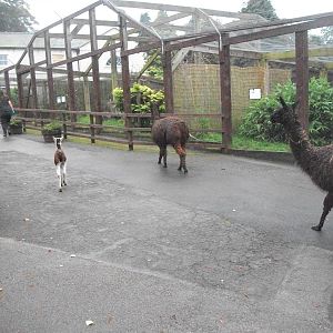 Alpacas on the move, 20th September 2014