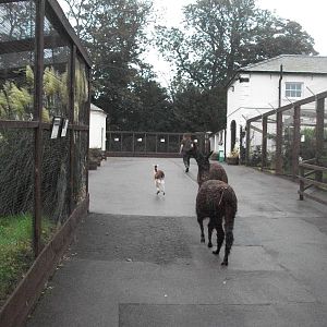 Alpacas on the move, 20th September 2014