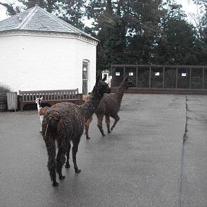 Alpacas on the move, 20th September 2014
