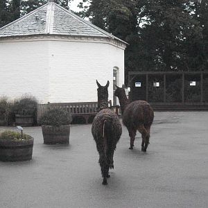 Alpacas on the move, 20th September 2014