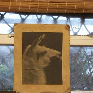 The photo of Penny is back in its rightful position, 20th September 2014