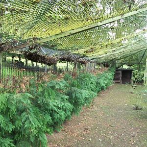 Pruning has taken place in the walk-through aviary, 20th September 2014