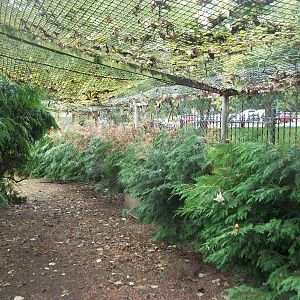 Pruning has taken place in the walk-through aviary, 20th September 2014