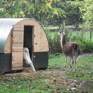 Alana at a stretch with Brenda keeping watch, 20th September 2014