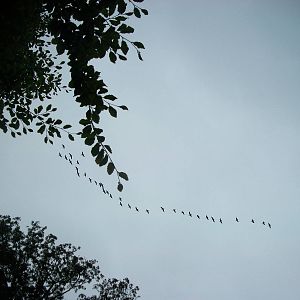 Geese flying over the zoo, 20th September 2014