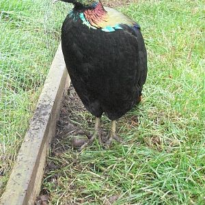 Himalayan Monal, 20th September 2014