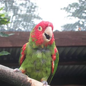 Red-masked Conure, 21st September 2014