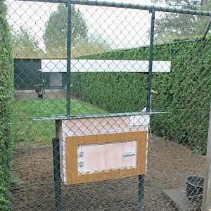 Enclosure Brolga or Australian crane