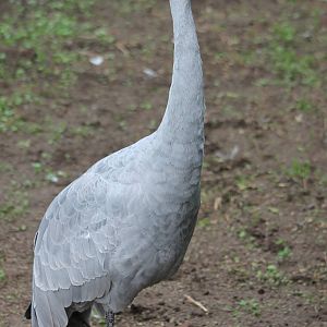 Brolga or Australian crane
