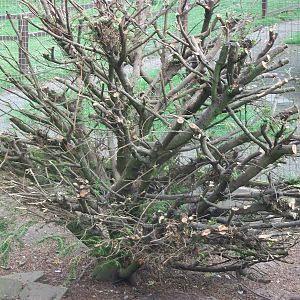 Pruning has taken place in the walk-through aviary, 21st September 2014