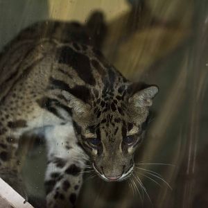 Clouded Leopard