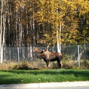 Bull Moose - Alaska