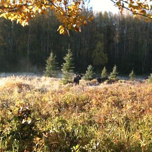 Bull and Cow Moose - Alaska
