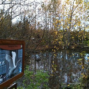Trumpeter Swan Exhibit