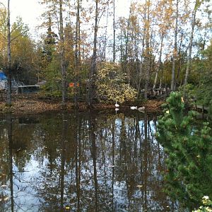 Trumpeter Swan Exhibit