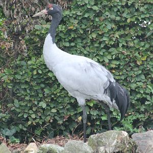 Black-necked crane