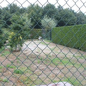 Enclosure Black-necked cranes