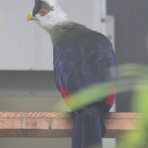White-crested touraco