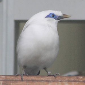 Bali mynah
