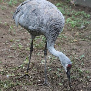 Sandhill crane