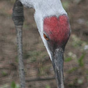 Sandhill crane