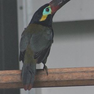 Guianan toucanet