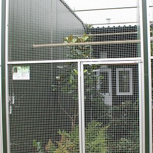 Aviary Guianan toucanets