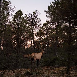bull elk at dawn