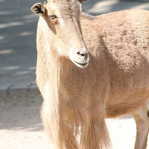 Barbary sheep