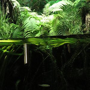 Exotarium - Wagtail exhibit