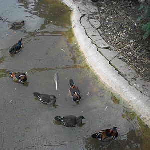 Including the ducklings hatched this year? 21st September 2014