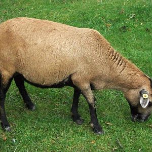 Bramble, 21st September 2014