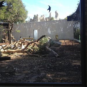 New Mandrill exhibit