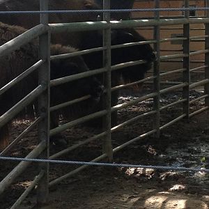 Wisent?s likes the fence
