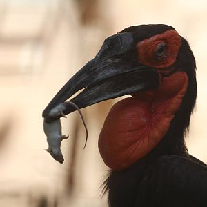 Southern ground hornbill