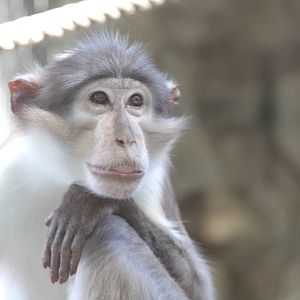 White-crowned mangabey