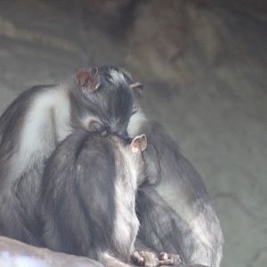White-crowned mangabey - Hugs!