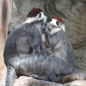 Collared mangabey